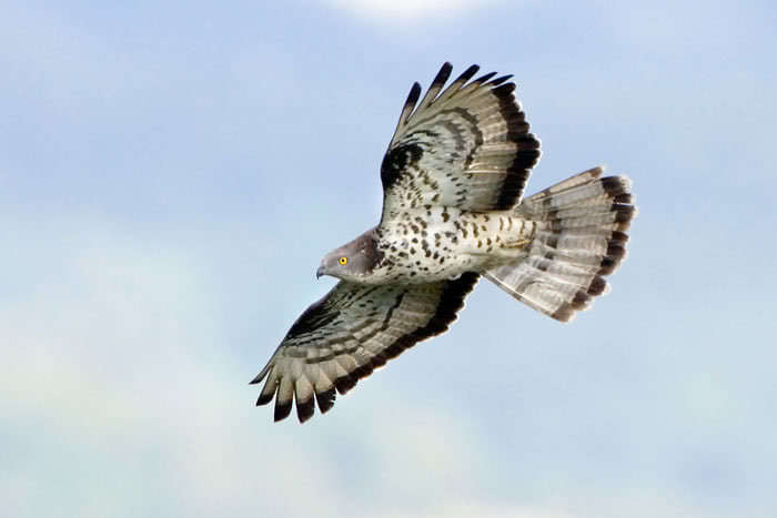Wespenbussard