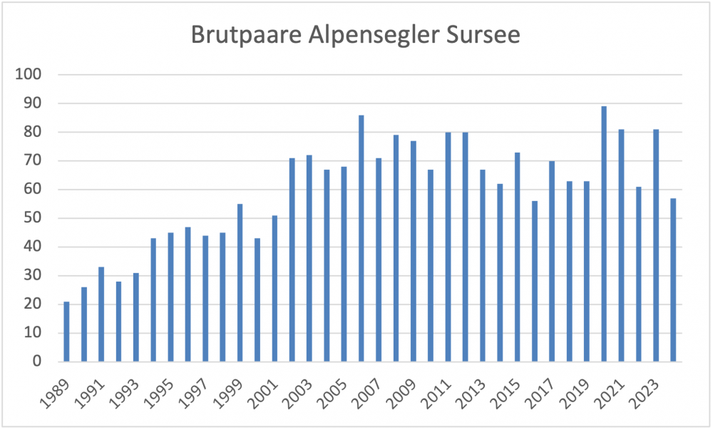 Alpensegler Sursee