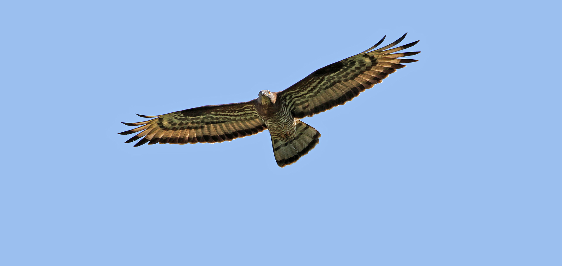 Wespenbussard