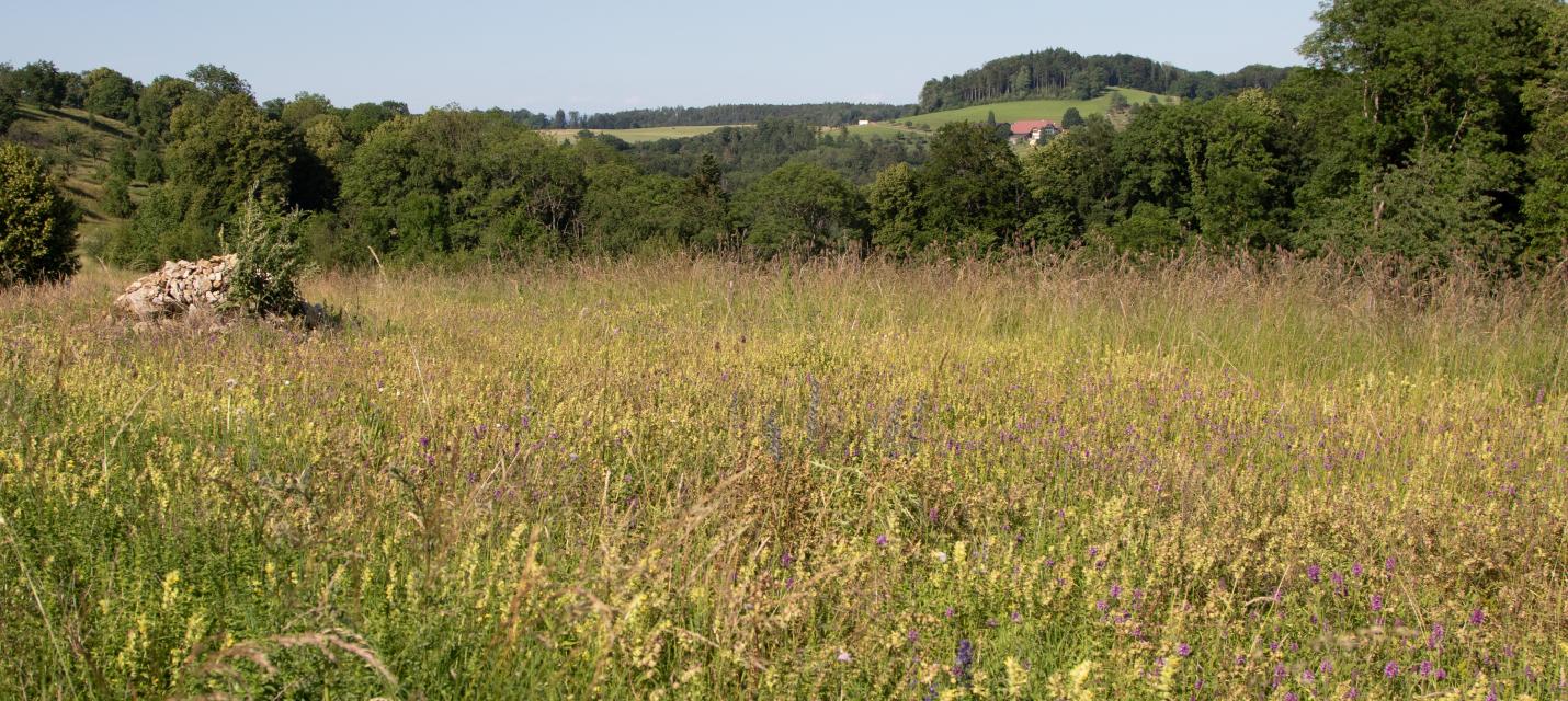 Blumenwiese