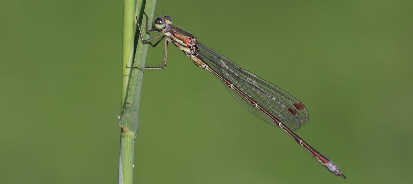 Kleine Binsenjungfer (Lestes virens) 