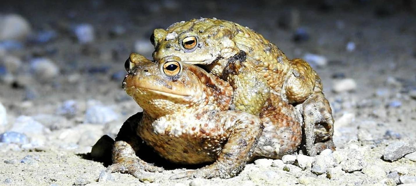 Erdkröte