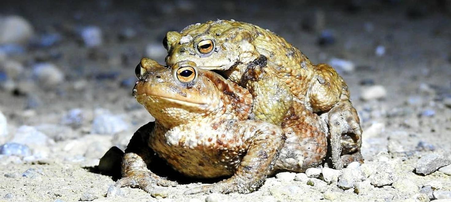 Erdkröte