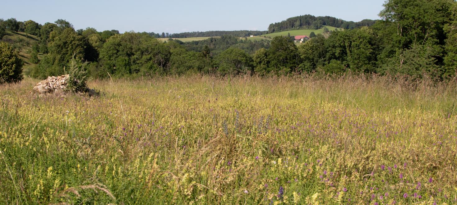 Blumenwiese